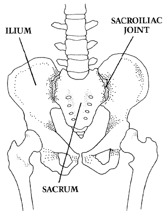 Figure 1 - The pelvis