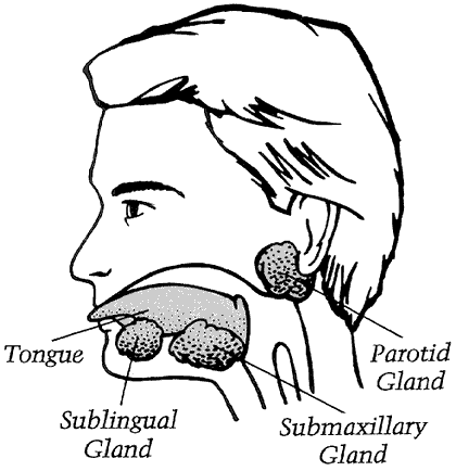 Figure 2 - Salivary glands may become swollen