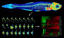 Neuromuscular Regulation of Bone in the Zebrafish Skeleton