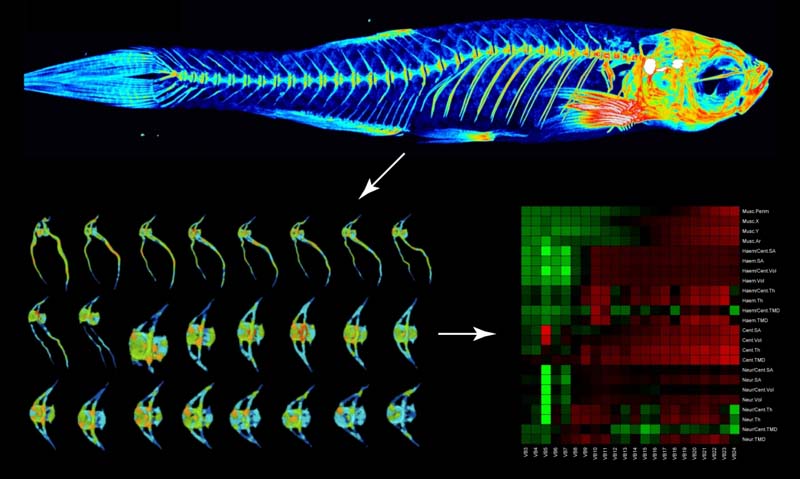 zebrafish