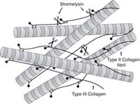 Collagen Biology and Genetic Disorders Lab