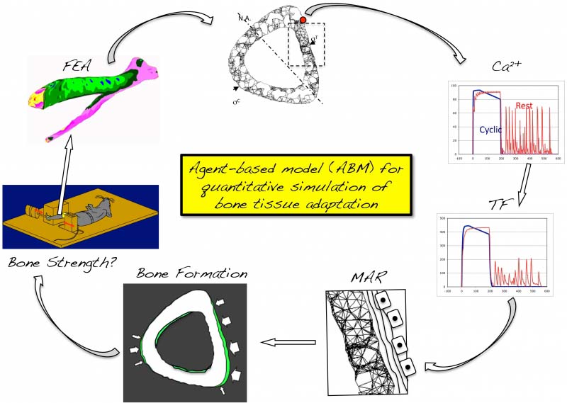 Schematic of Agent Based Modeling of Bone Mechanotransduction Schematic of Agent Based Modeling of Bone Mechanotransduction