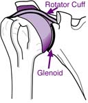 Bankart Lesion Fig 1 - Shoulder bones and muscles showing humeral head, the glenoid, and part of the rotator cuff